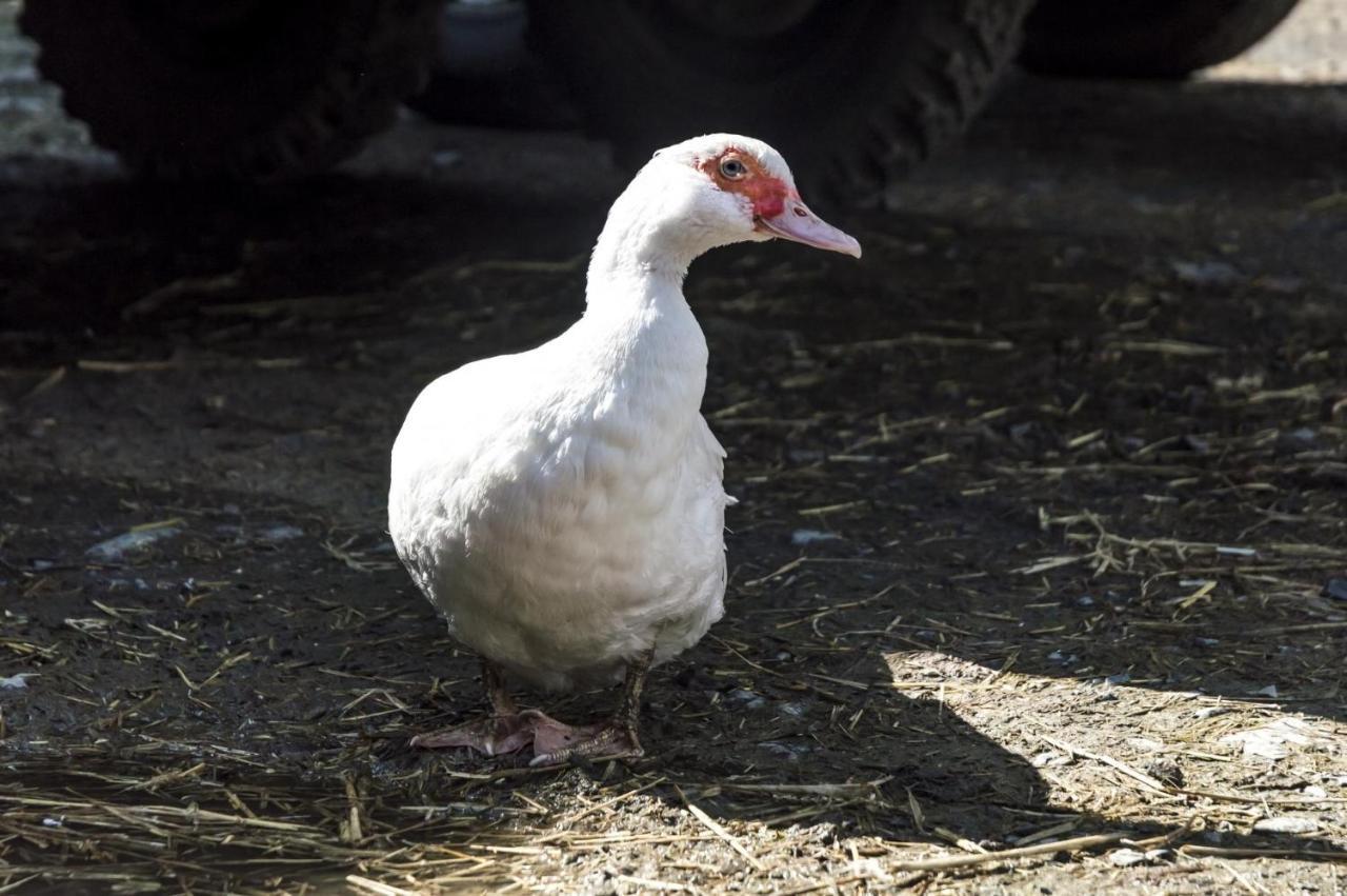Ashgrove Farm - 1 Bedroom - Llawhaden -